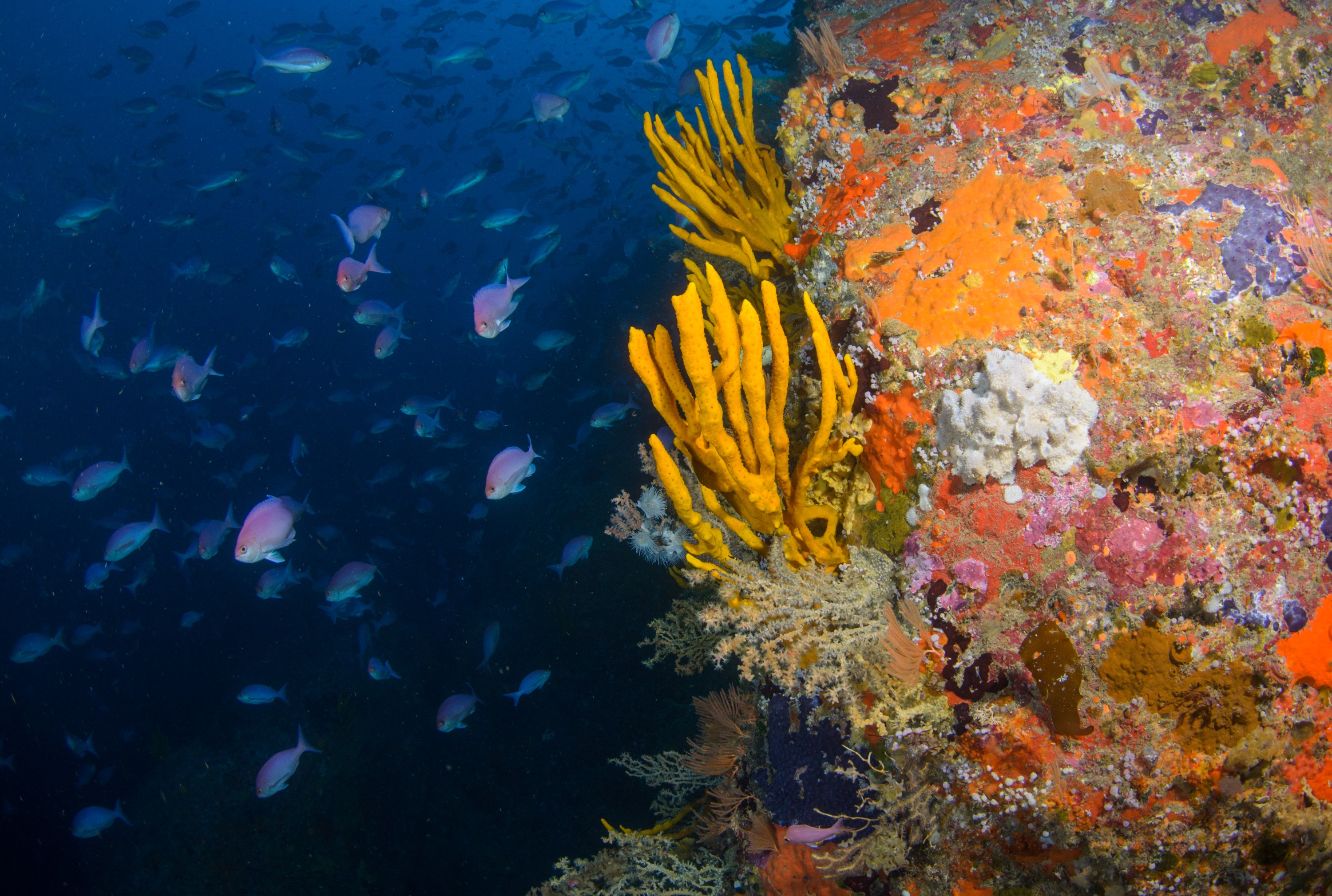 DSC_2407 – crispin, nz, new, zealand, new zealand, aug16_cm, Sponge, Anemone, pink maomao, leopard